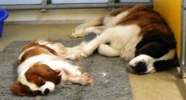 Schlafende Hunde in der Hundepension