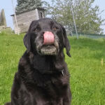 DCIM100GOPROG0038001.Ältere Hündin Ältere Hündin