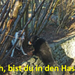 In den Haslen In den Haslen