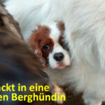 Eingepackt Eingepackt