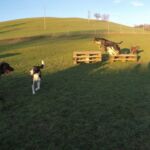 Tierpension Krummenacker: Spiel und Spass Tierpension Krummenacker: Spiel und Spass