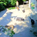 Tierpension Krummenacker: gemeinsam einen Busch schneiden :-) Tierpension Krummenacker: gemeinsam einen Busch schneiden :-)